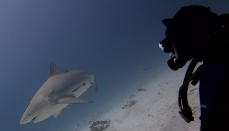 sharks and cats