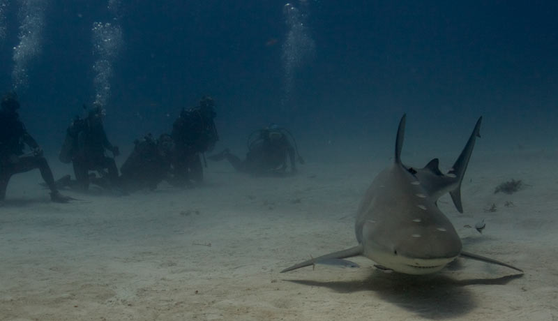 bull sharks dive